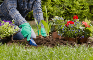 Flower Garden Beginner