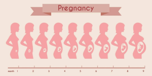 Pregnancy Week By Week