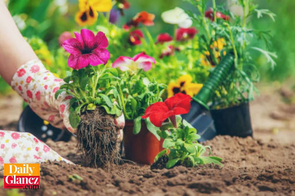 Beginner's Guide to Creating a Beautiful and Thriving Garden