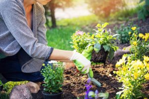 Beginner's Guide to Creating a Beautiful and Thriving Garden