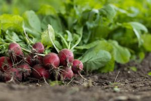 How to Grow Your Organic Vegetables at Home