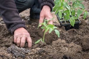 How to Grow Your Organic Vegetables at Home