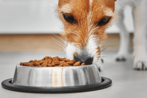 Nutrition 101: Understanding Your Pet's Dietary Needs