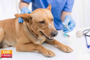 Reasons Your Pet Should Have Regular Veterinary Checks