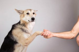 Tips for Training Dog - Important Dog Training Rules