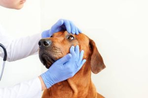 Reasons Your Pet Should Have Regular Veterinary Checks