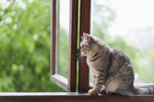 Cat Enrichment: Keeping Your Furry Friend Happy and Healthy