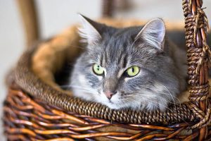 The inner lives of cats: What our feline friends really think like