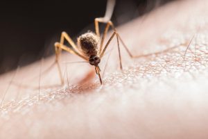 Avoid bug bites | Travelers' Health