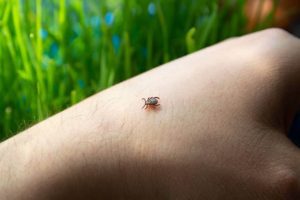 Avoid bug bites | Travelers' Health