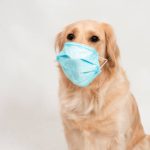 Can Dogs Spread Coronavirus?